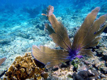 Roatan reef plant